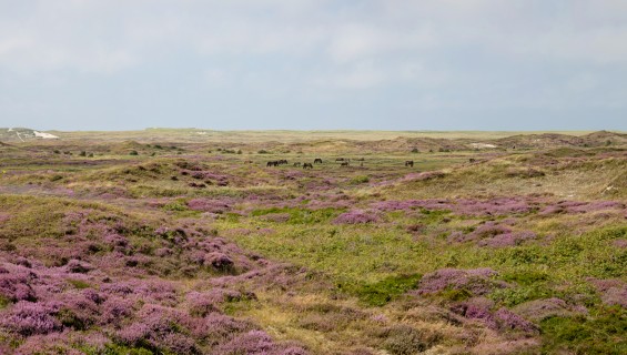 �De Bollekamer� (3 km)