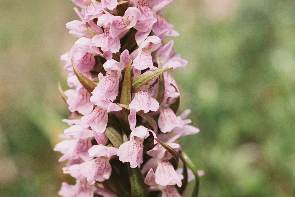 Excursie Orchidee�n van Texel