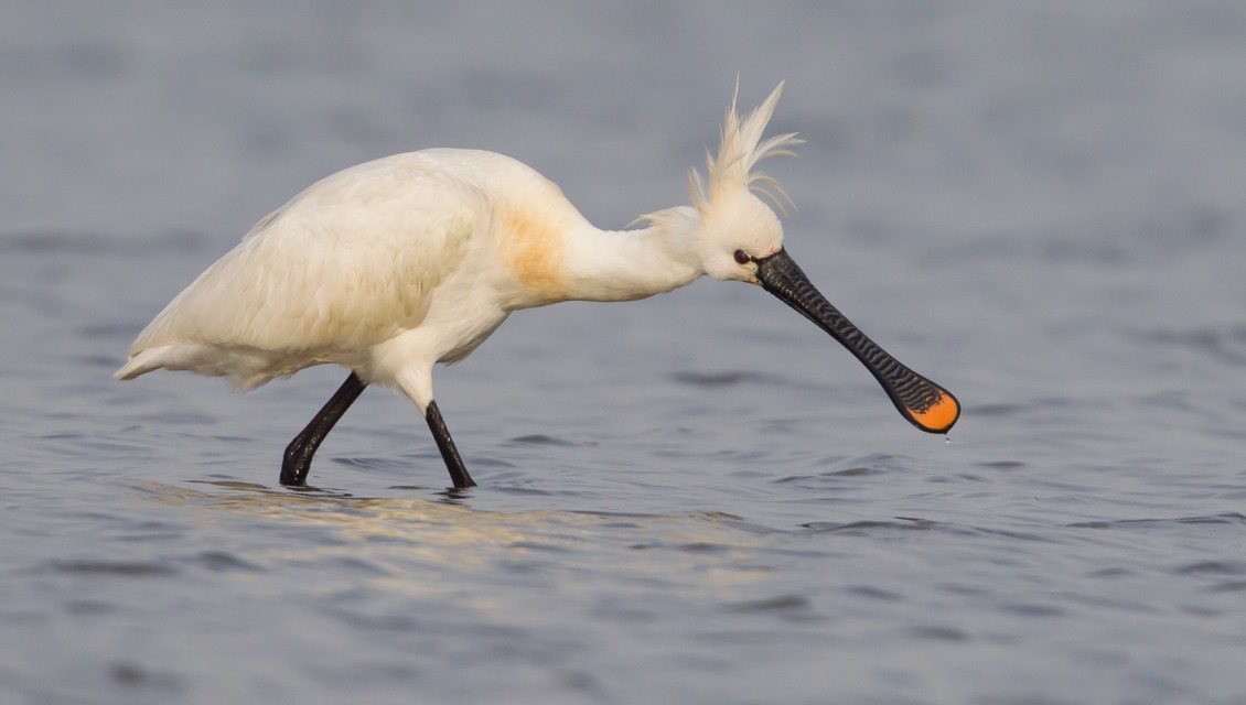 Typisch Texelse trekvogels | Nationaal Park Duinen van Texel