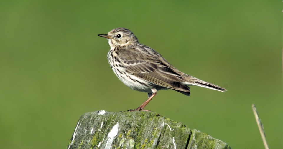 Vogelherkenningsexcursie