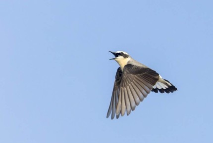 Wadden Vogelfestival 