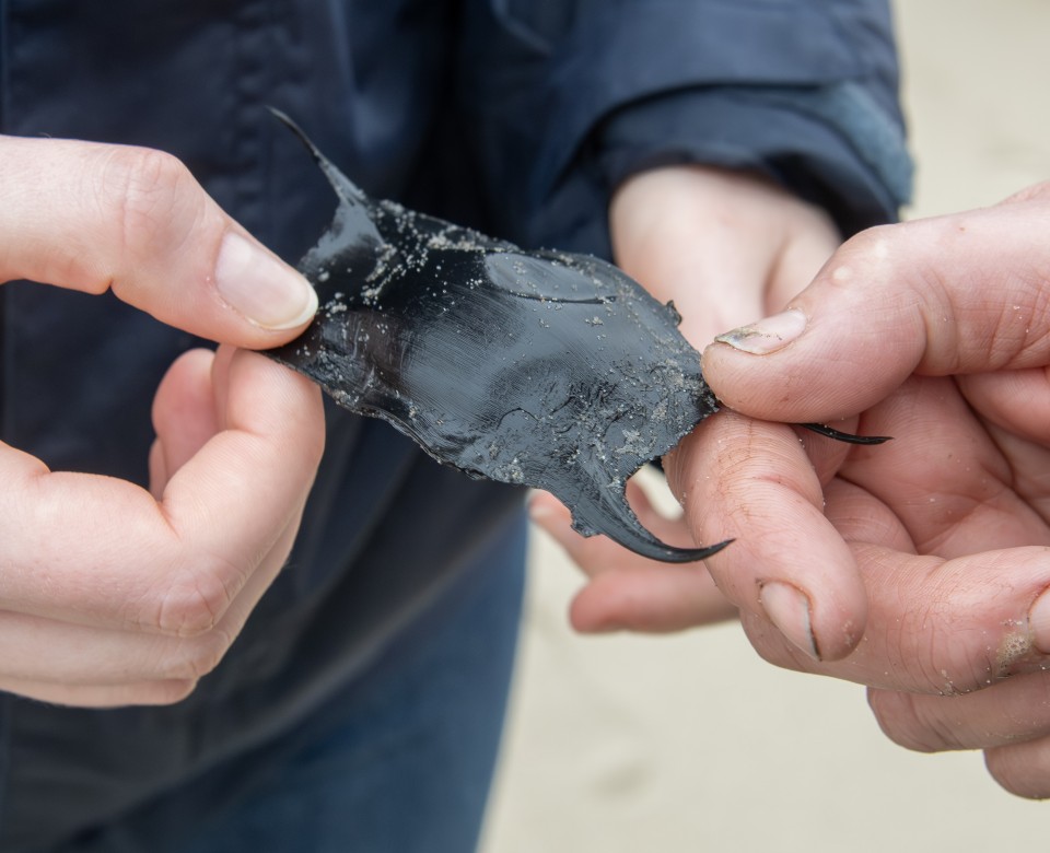 Soortenchallenge: schatten op het strand 